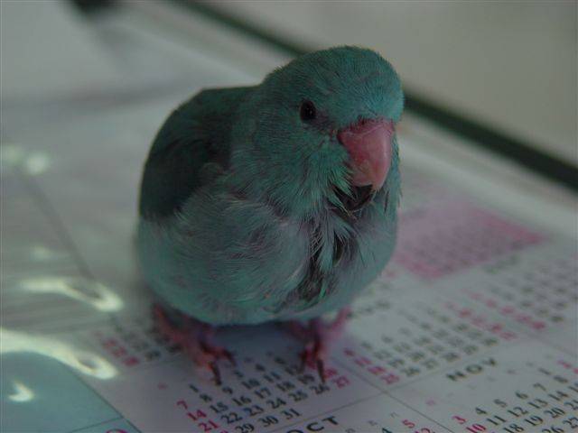 參賽