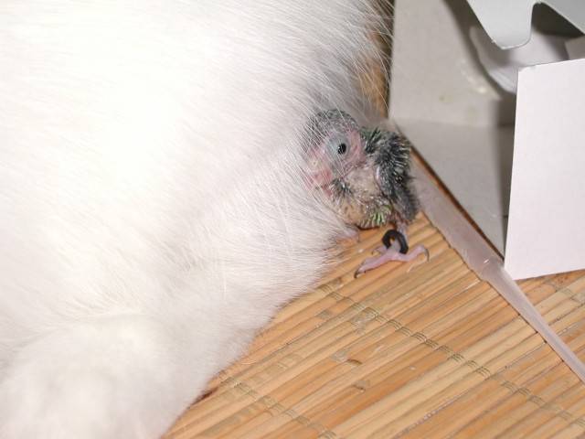 動物劇-1