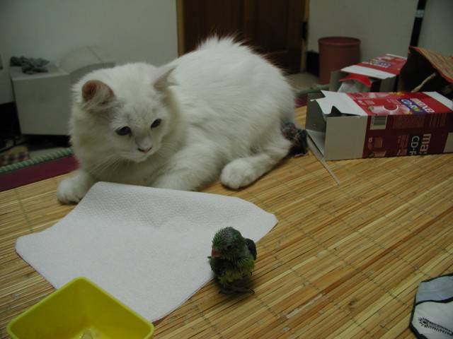 動物劇-2