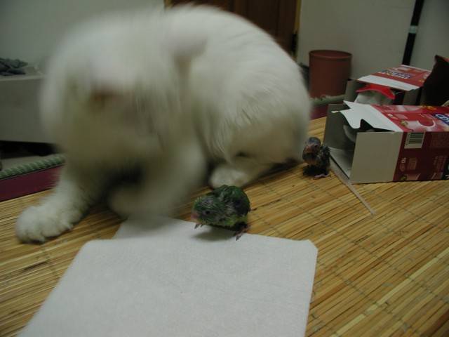動物劇-3