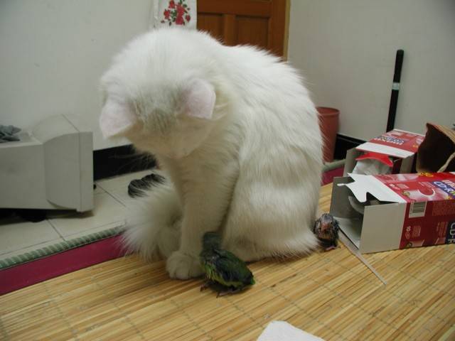 動物劇-4