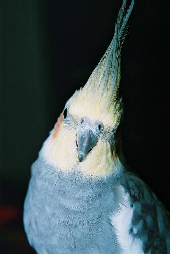 裝可愛