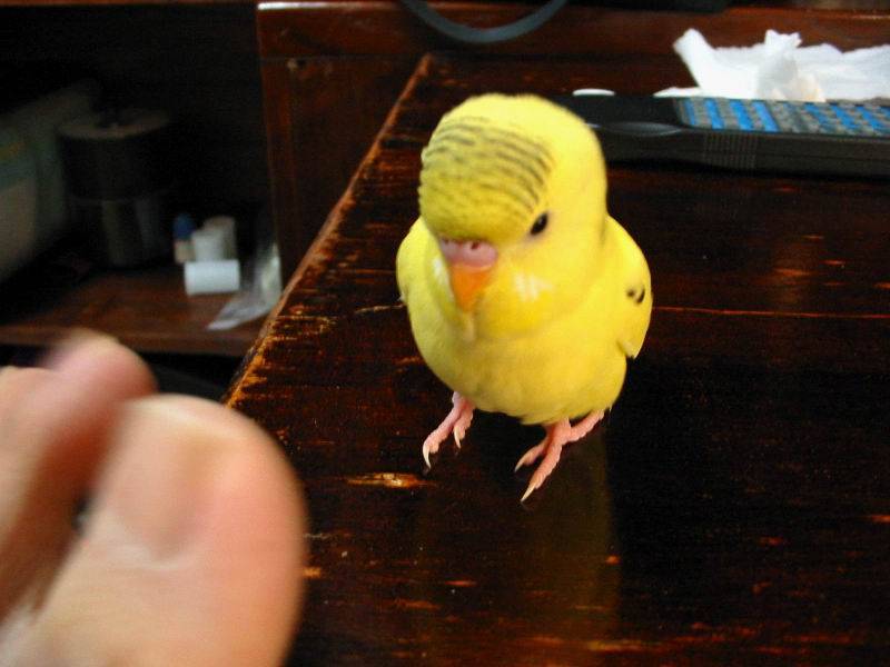 大頭鳥與指頭！