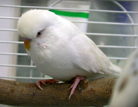 poborsky