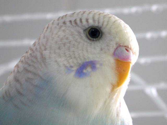 大頭 ( LAZIO )