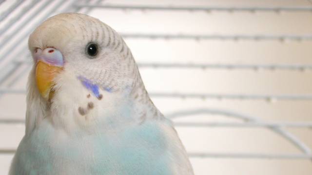 大頭 ( LAZIO )