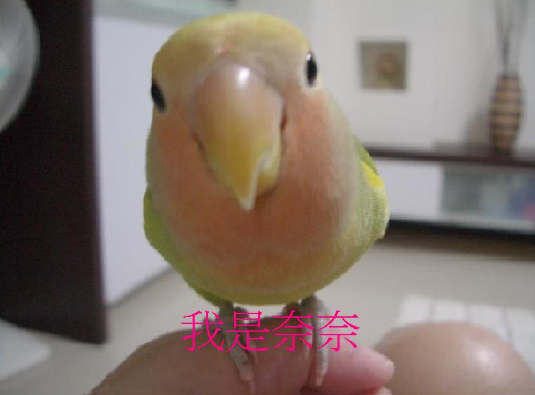 大頭鳥