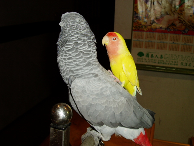 妹妹背著娃娃