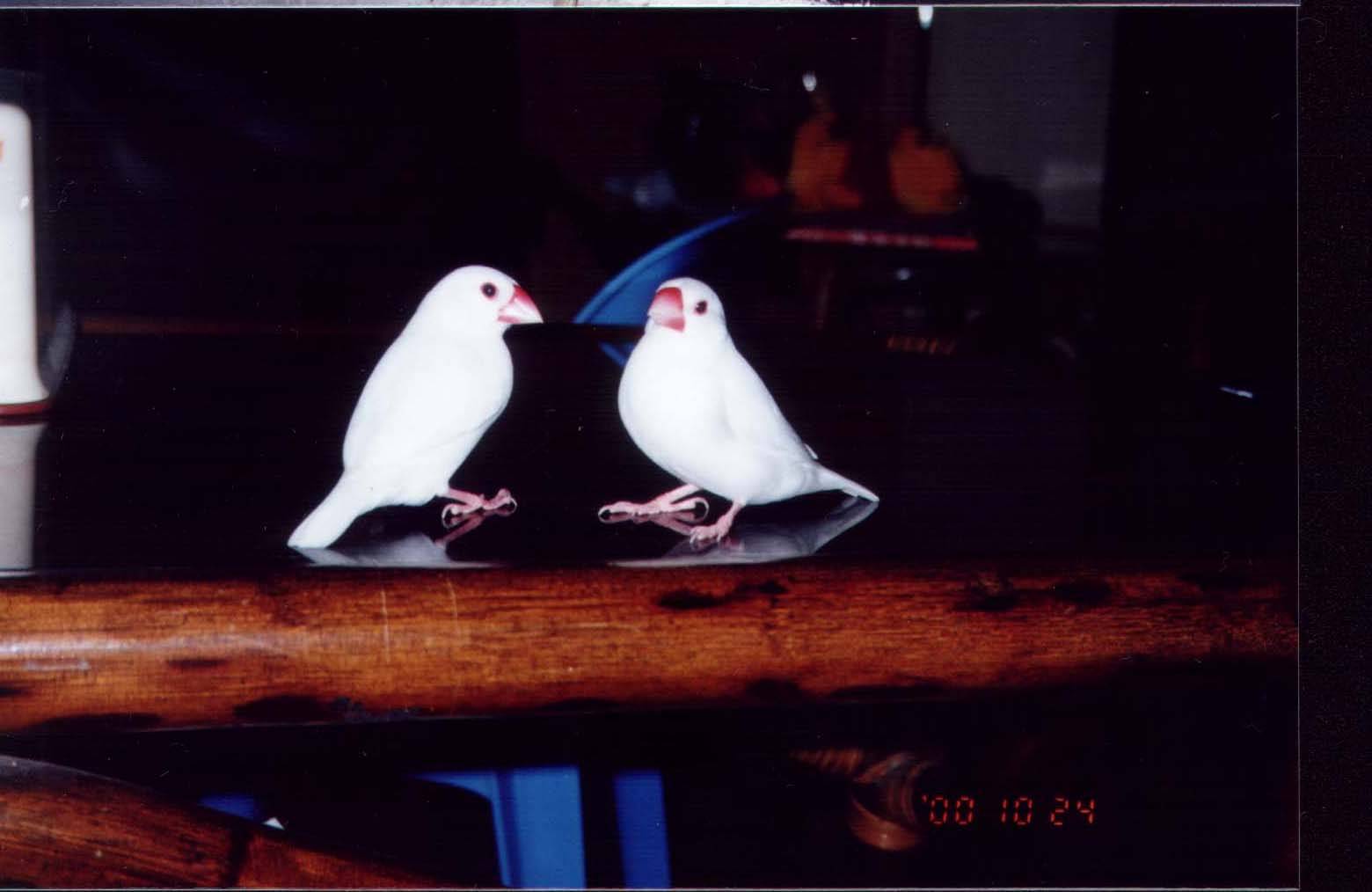 白文雙鳥組