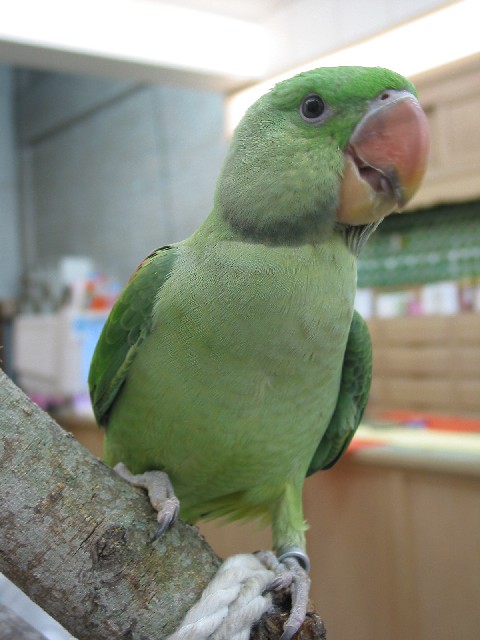 小亞歷山大