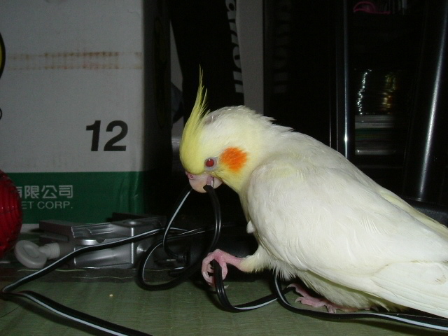 妞妞玩電線