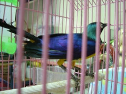 想問大家這是什麼鳥..