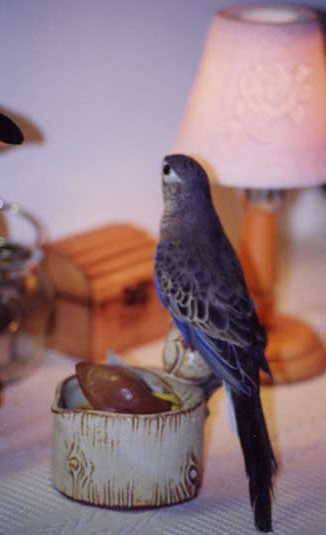 psitta