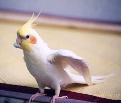 I am the king of the world