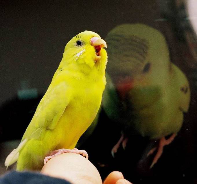 第一鳥高音：帕華賴瓜