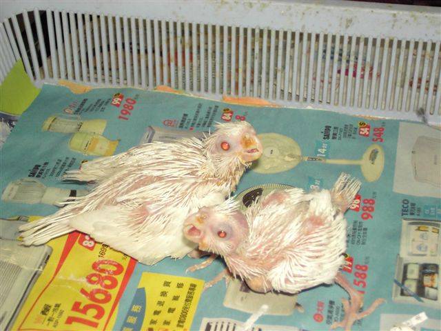 白子玄鳳