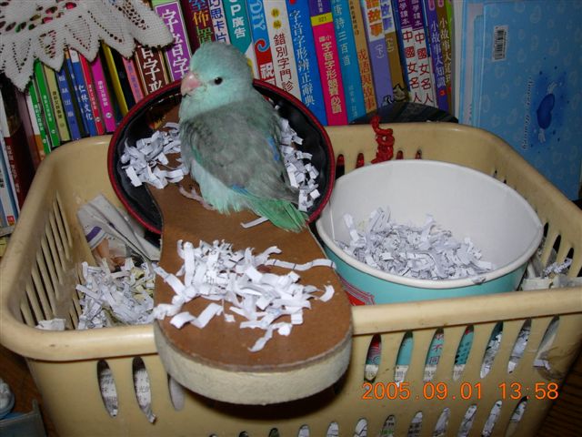 我叫小掰！