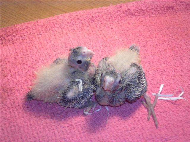灰玄鳳兄弟
