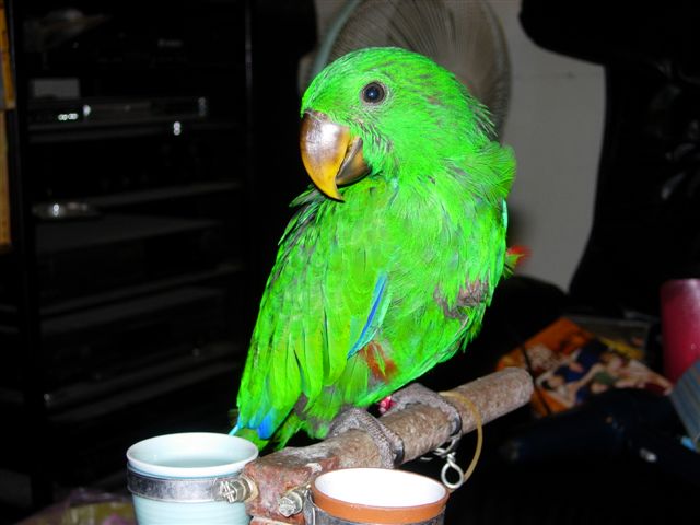 所羅門折衷幼鳥