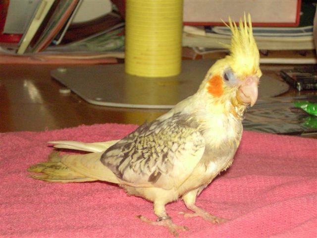 珍珠派特玄鳳