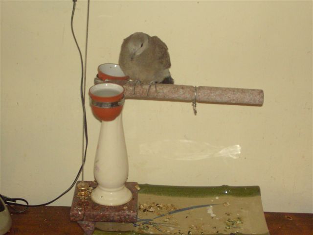 台灣斑鳩