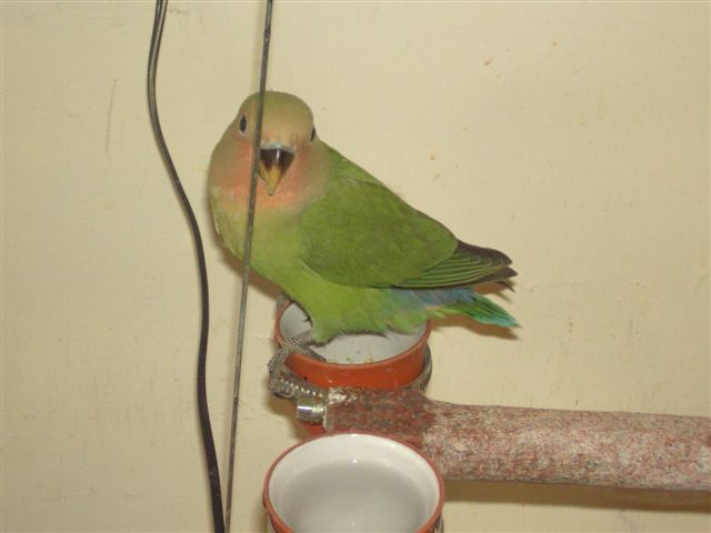 原生種小鸚