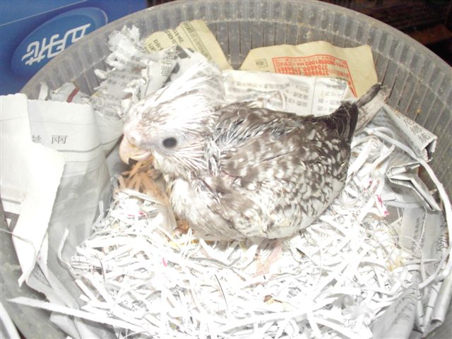 白面珍珠玄鳳