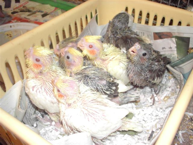 玄鳳雛鳥