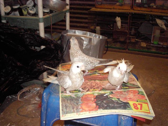 白面珍珠玄鳳