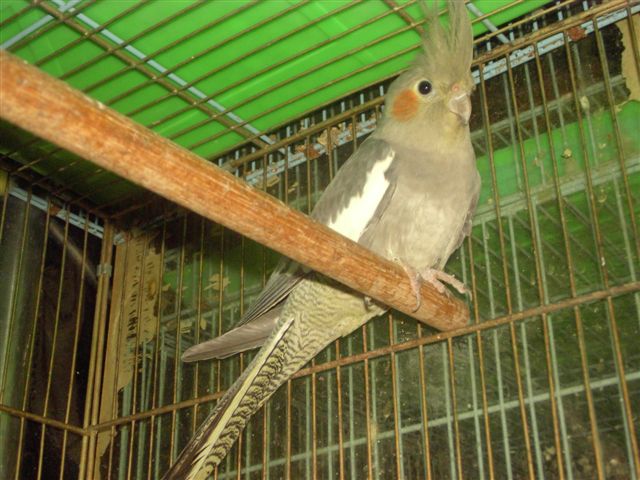玄鳳成鳥