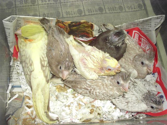 白、紅面卡妹雛鳥