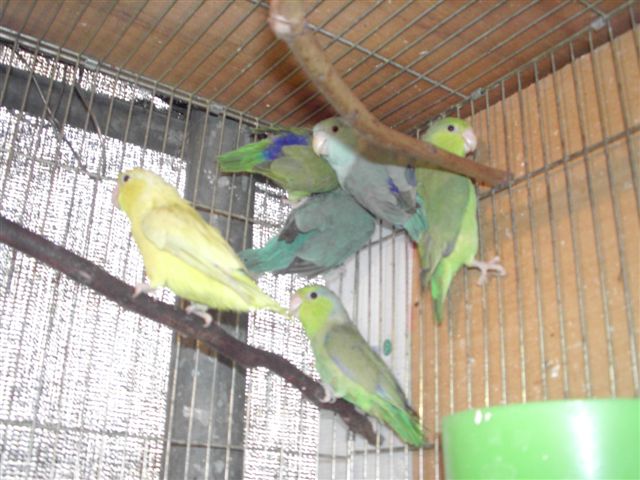 太平洋中鳥
