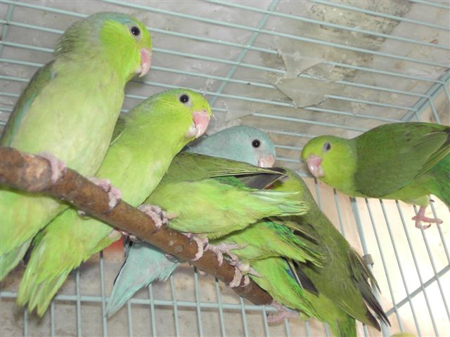 太平洋中鳥