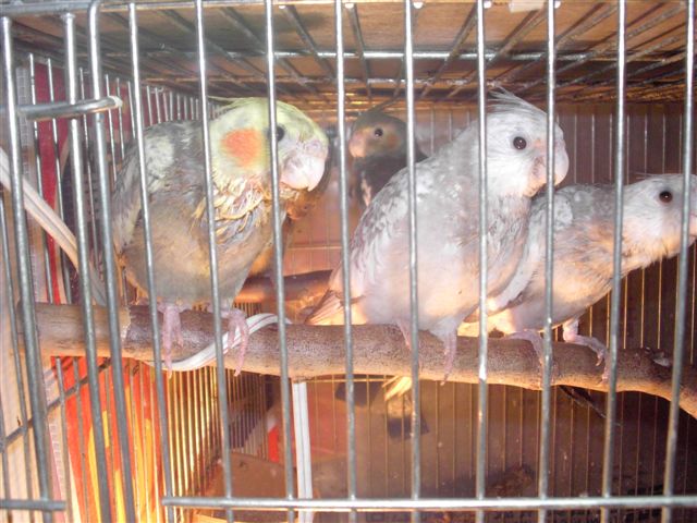 白、紅面卡妹幼鳥