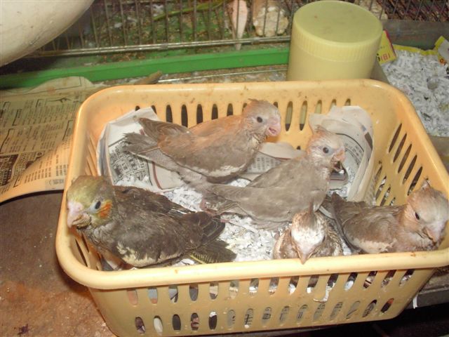 卡妹雛鳥