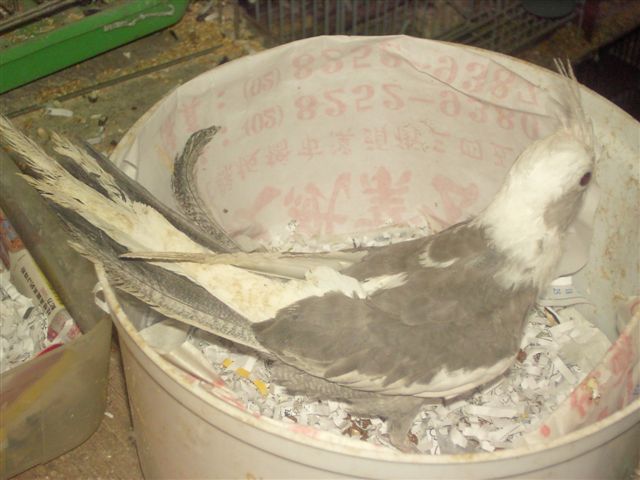 卡妹雛鳥