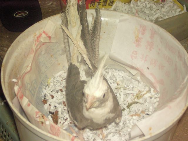 卡妹雛鳥