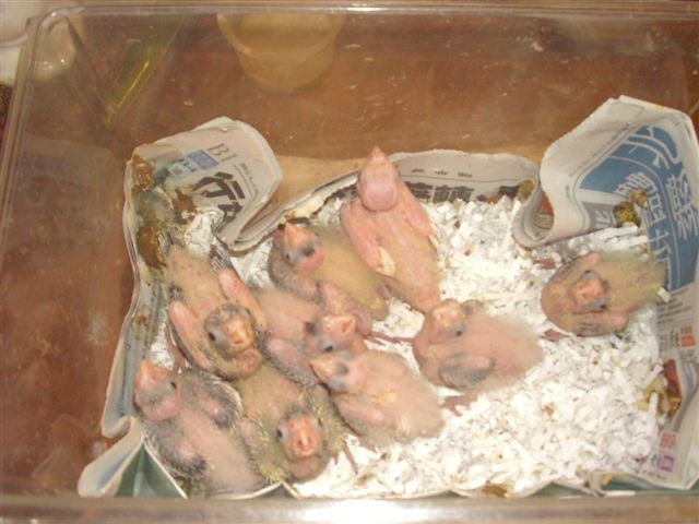 卡妹雛鳥
