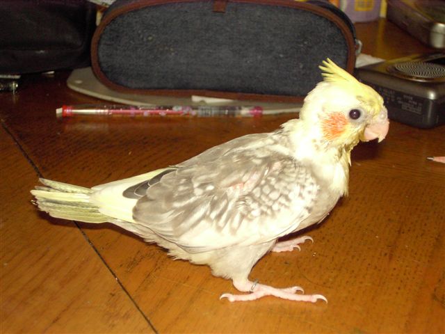 卡妹雛鳥