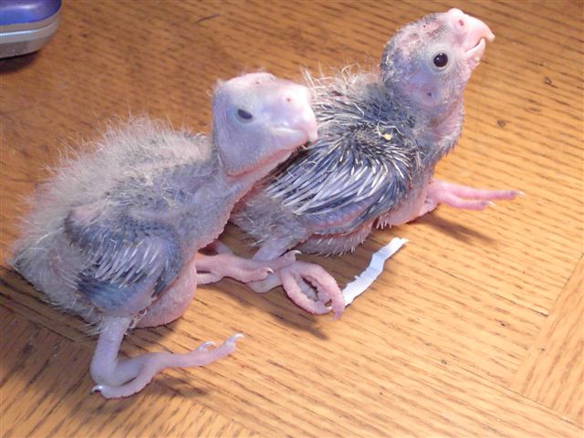 白面雛鳥