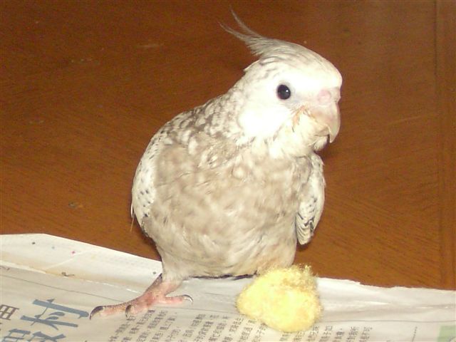 白面珍珠卡妹鳥雛鳥