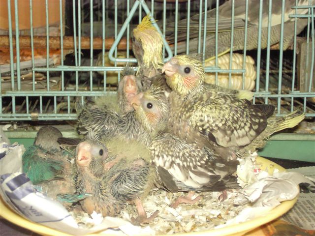 新一批菜鳥