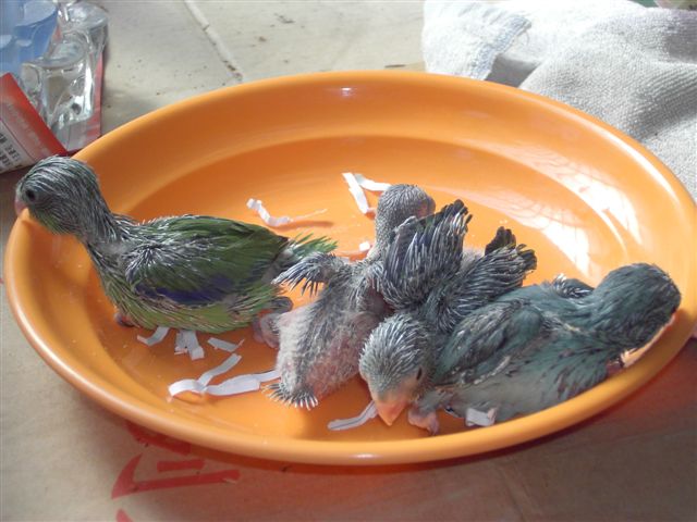 太平洋雛鳥