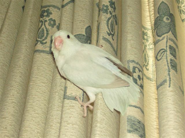 美國白幼鳥