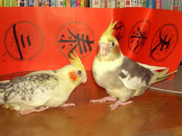 紅面派特