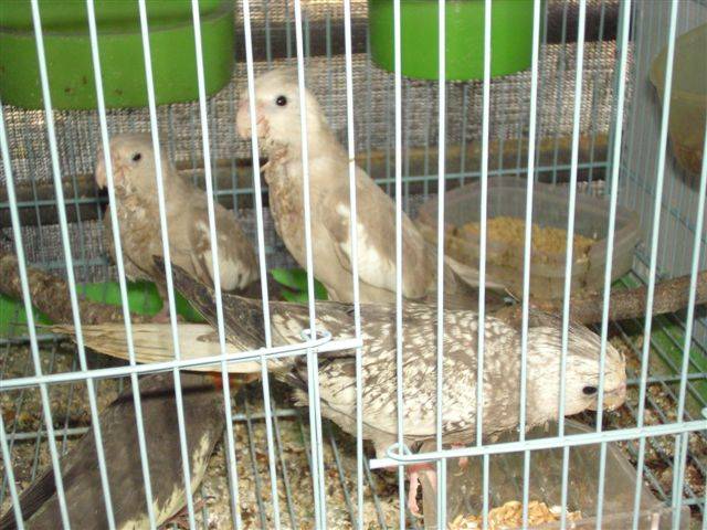 白面玄鳳