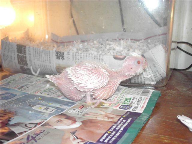白子卡妹雛鳥