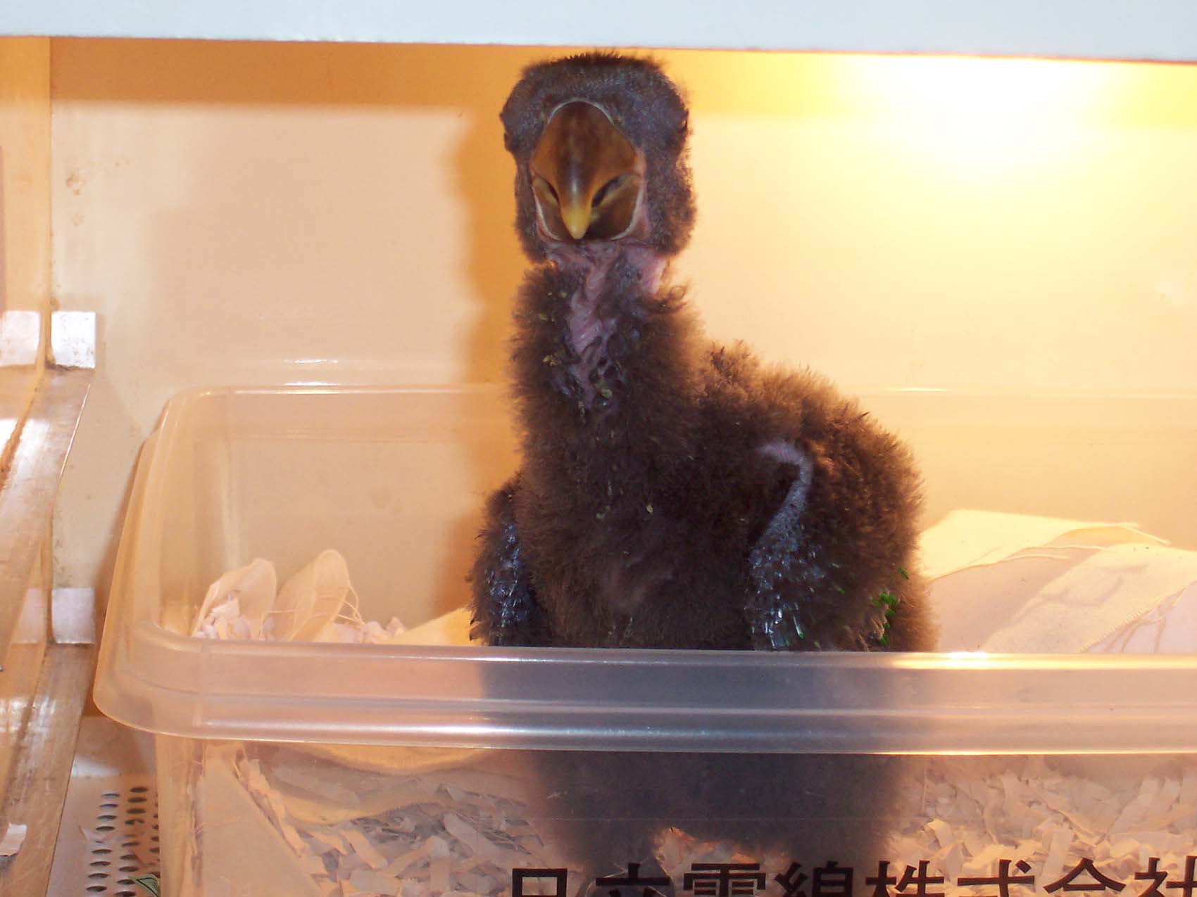 袋鼠鳥~~~果醬