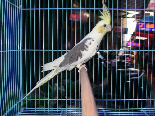 PF Pearl-Pied/Cinnamon Male