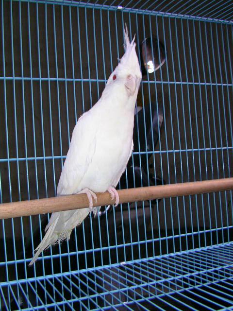 白子玄鳳(AIbino)/Pearl/Pied Male